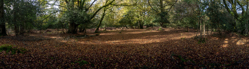 Autumn in the new forest, hampshire