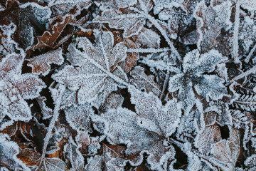 Frozen leaves on the ground. First signs of winter. 