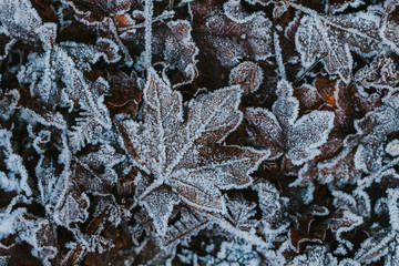 Frozen leaves on the ground. First signs of winter. 