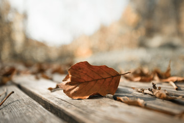 Autumn time: Beautiful colorful leaf lying on a park bank, fall concept with copy space