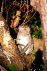 crab eating macaque, macaca fascicularis, Mauritius island