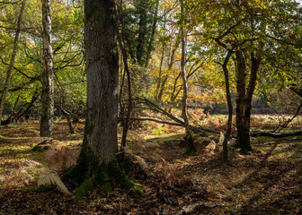 Autumn in the new forest, hampshire