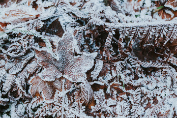 Frozen leaves on the ground. First signs of winter. 