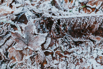 Frozen leaves on the ground. First signs of winter. 