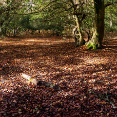 Autumn in the new forest, hampshire