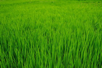Field of green rice. Pujang county. China