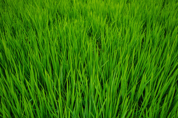 Field of green rice. Pujang county. China