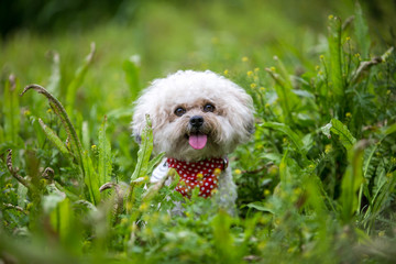 Rassehund