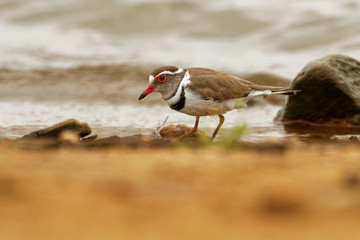Three-banded Plover - Charadrius tricollaris small wader, resident in much of eastern and southern...
