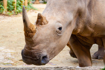 Portrait of an endangered white rhino shot in Singapore Zoo in day time which sunlight © mktuteja