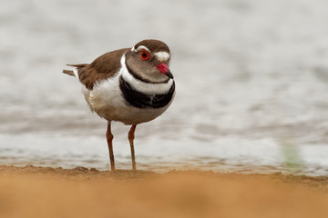 Three-banded Plover - Charadrius tricollaris small wader, resident in much of eastern and southern Africa and Madagascar, inland rivers, pools, and lakes. Red eye