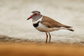 Three-banded Plover - Charadrius tricollaris small wader, resident in much of eastern and southern Africa and Madagascar, inland rivers, pools, and lakes. Red eye