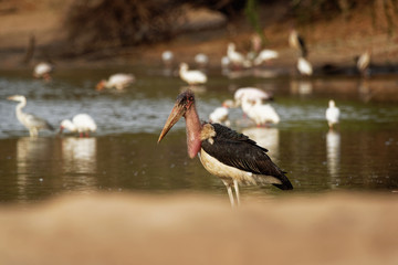 Marabou Stork - Leptoptilos crumeniferus large wading bird in the stork family Ciconiidae, breeds in Africa south of the Sahara, sometimes called the undertaker bird