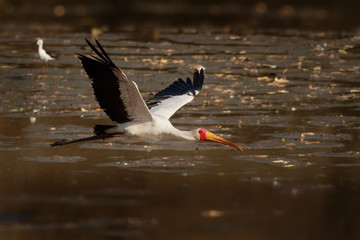 Yellow-billed Stork - Mycteria ibis also wood stork or ibis, large African wading stork species...