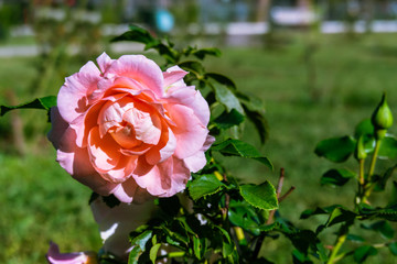 Beautiful Light Pink Rose Blooming in the Sun in a Green Garden