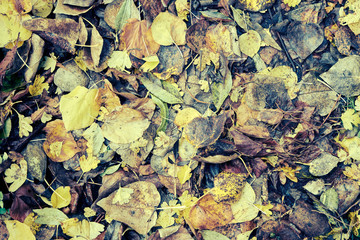 Autumn leaves background. Color film style. Close up.