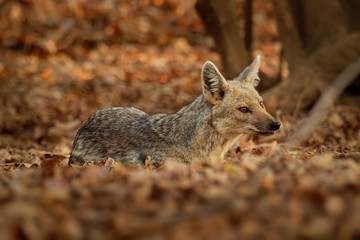 Black-backed Jackal - Canis mesomelas  or saddle-backed, grey, silver-backed, red, and golden...