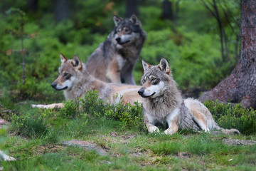 Wölfe im Zoo in Norwegen