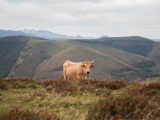 Retrato de vaca de carne con grandes cuernos en montañas de Cantabria, España.