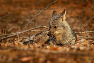 Black-backed Jackal - Canis mesomelas  or saddle-backed, grey, silver-backed, red, and golden jackal, canid native to two areas of Africa, very ancient species