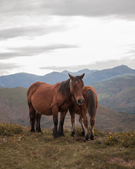 Fototapeta na wymiar Retrato de una pareja de caballos en montañas de Cantabria en día nublado.