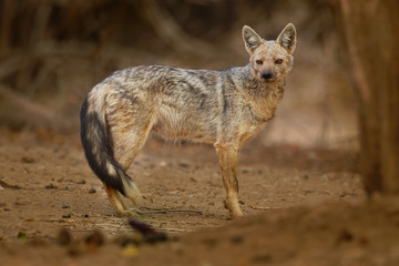Side-striped Jackal - Canis adustus species of jackal, native to eastern and southern Africa, primarily dwells in woodland and scrub areas, related to dogs