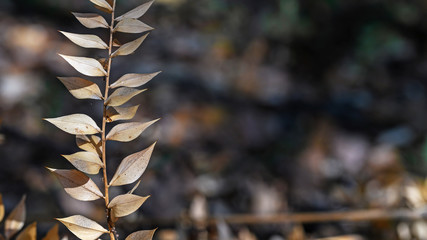 Herba 