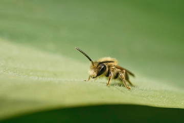 Insekt - Biene
