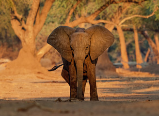 Fototapeta na wymiar African Bush Elephant - Loxodonta africana in Mana Pools National Park in Zimbabwe, standing in the green forest and eating or looking for leaves, face to face sight