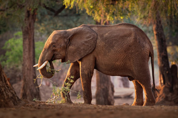 Fototapeta na wymiar African Bush Elephant - Loxodonta africana in Mana Pools National Park in Zimbabwe, standing in the green forest and eating or looking for leaves.