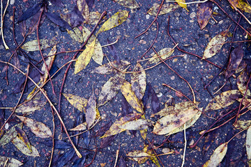 Autumn leaves background. Close up.