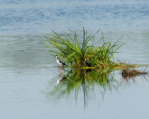 yellowlegs