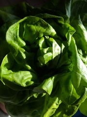 fresh lettuce in the garden
