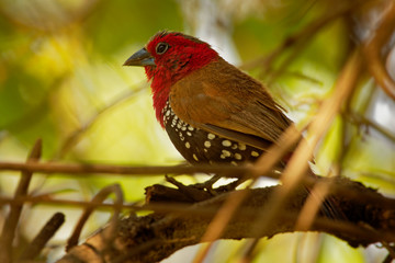 Red-throated Twinspot - Hypargos niveoguttatus common species of bird found in sub-saharan Africa, red bird with brown wings and white spotted black belly