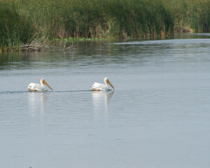 Pelicans