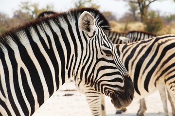 Fototapeta na wymiar Zebra at Etosha National Park