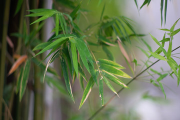 Fototapeta na wymiar A close-up shot of green bamboo leaves