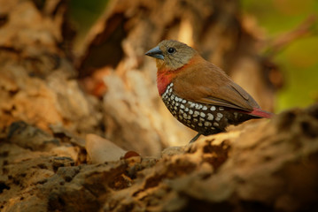 Red-throated Twinspot - Hypargos niveoguttatus common species of bird found in sub-saharan Africa, red bird with brown wings and white spotted black belly