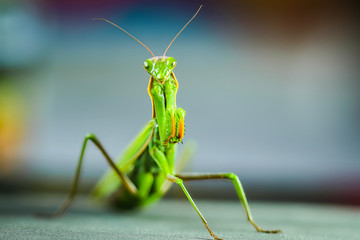 Praying Mantis