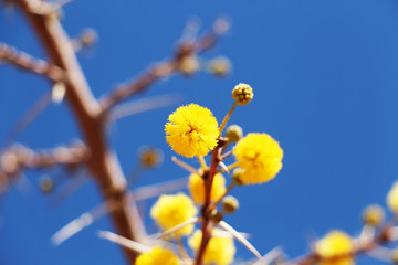 Fototapeta premium Flower in the desert