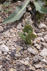 Pumice  Moonwort, 