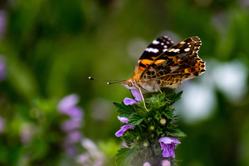 butterfly on flower