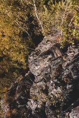 Felsen in Landschaft