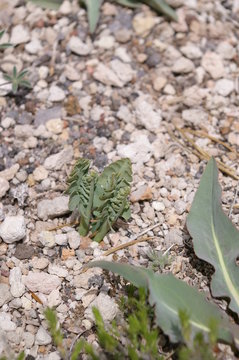 Pumice  Moonwort, 