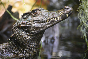 a caiman in  the rainforest in south america
