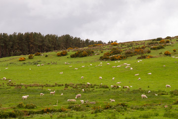 Fototapeta na wymiar Scotish coast with sheeps in the fields