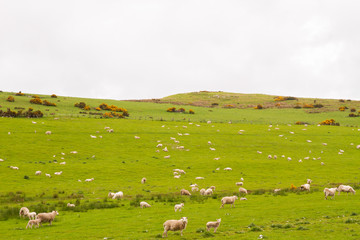 Fototapeta premium Scotish coast with sheeps in the fields