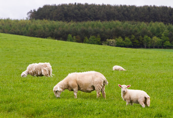 Obraz na płótnie Canvas Scotish coast with sheeps in the fields