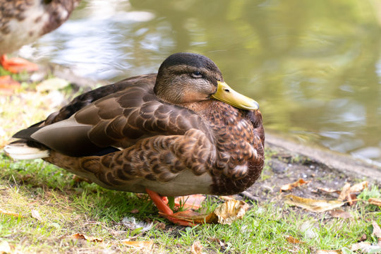 duck sits on shore of pond city Park