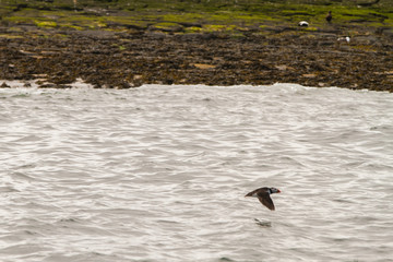 Birds in Farne Islands, UK